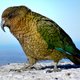 The kea (Nestor notabilis)—a large alpine parrot native to New Zealand—is a notoriously intelligent bird.